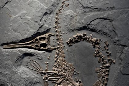 ステネオサウルス