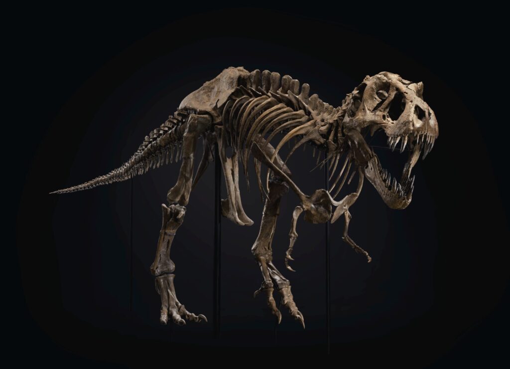 【2026年最新】恐竜の全身骨格オークション落札価格まとめ|投資価値と最新の購入実態を解説02