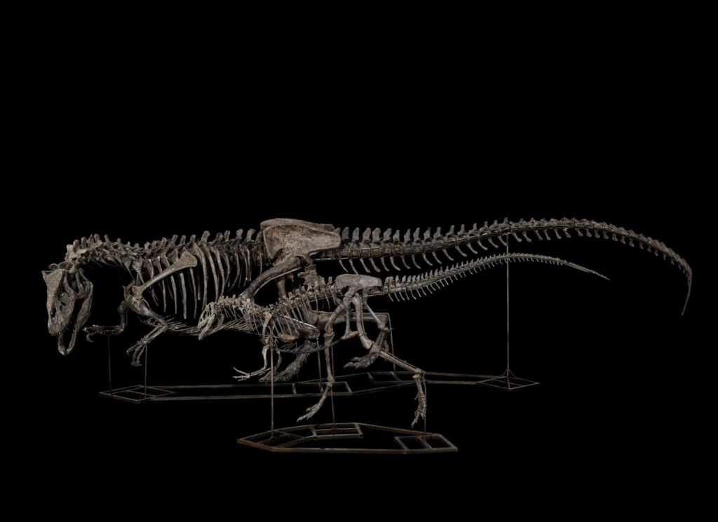 【2026年最新】恐竜の全身骨格オークション落札価格まとめ|投資価値と最新の購入実態を解説05