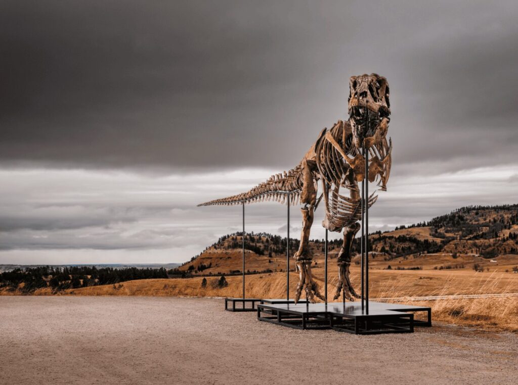 Gus, T-Rex