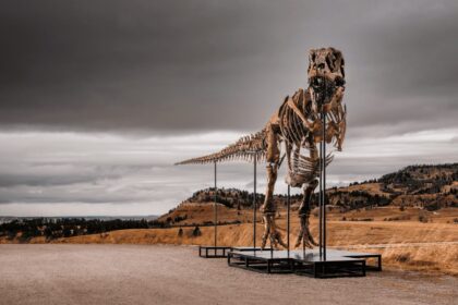 Gus, T-Rex