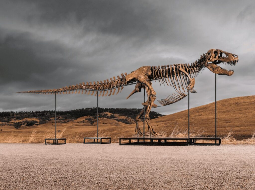 Gus, T-Rex
