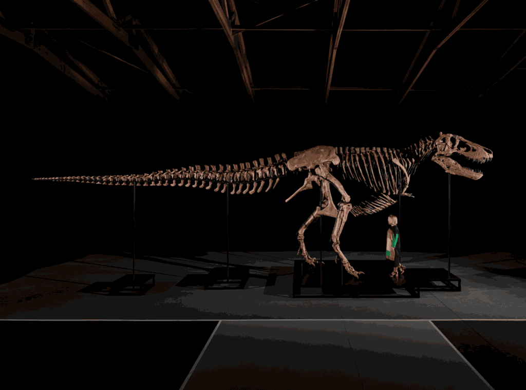 Gus, T-Rex