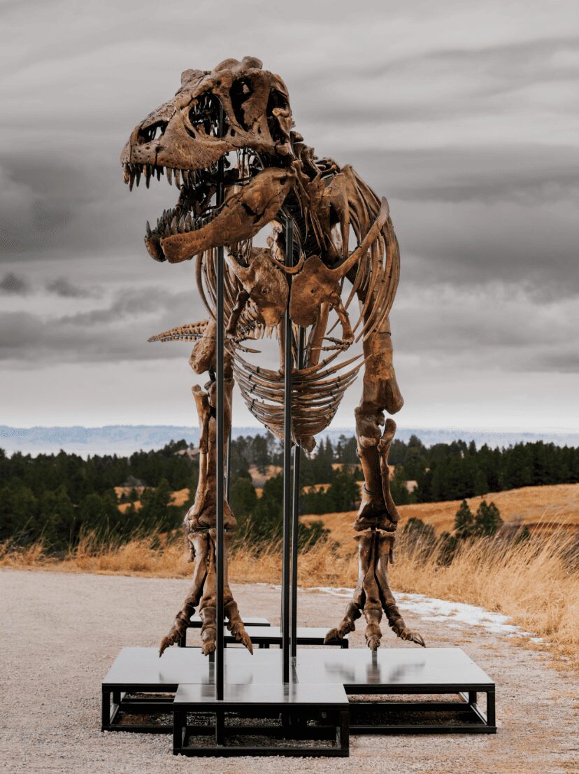 Gus, T-Rex